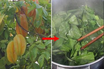 Yang Punya Pohon Belimbing Patut Bersyukur, Coba Petik Daunnya Lalu Rebus dan Mimun Airnya Siang siang, Belum 5 Hari Efeknya Sudah Senampol ini!