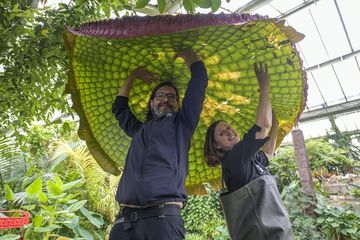 Keajaiban Dunia Botani: Bunga Teratai Raksasa Tumbuh di Kew Gardens