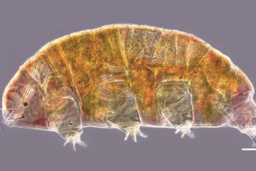 Spesies Baru 'Hewan Abadi' Tardigrade Ditemukan di Kyrgyzstan