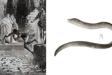 Sebagian orang Romawi memperlakukan budak dengan kejam. Misalnya melemparkan mereka ke kolam belut moray. Siapa pria terkejam di Romawi yang suka melempar budak ke kolam belut ini?