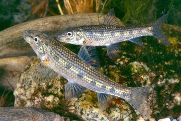 Spesies yang ditranslokasikan dapat menjadi masalah bagi ikan asli dan ikan eksotik, menurut penelitian tersebut.