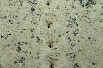 Misteri deretan lubang di dasar laut.