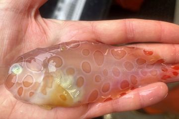 Seekor snailfish yang tembus cahaya baru-baru ini diseret dari laut dalam oleh para peneliti di Alaska. Mereka yang memegangnya mengatakan rasanya seperti Jell-O.