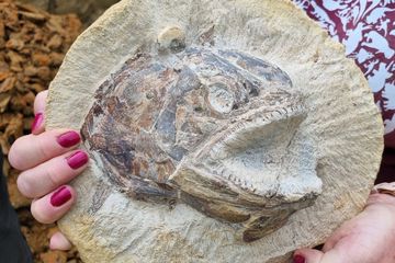Fosil Ikan Jurassic yang Terawetkan Sempurna Ditemukan di Inggris