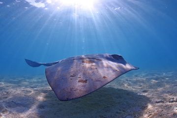 Seekor pari ekor sapi meluncur melalui Pulau Heron, Australia, bagian dari Great Reef barrier.