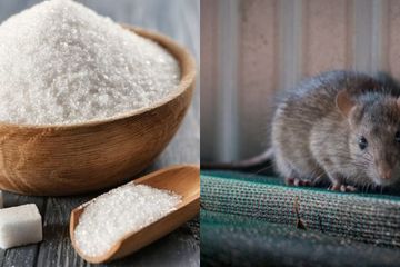Racun Tikus Alami dari Ramuan Gula yang Terbukti Ampuh Membasmi Tikus Berkeliaran di Rumah, Jaminan Pasti Berhasil!