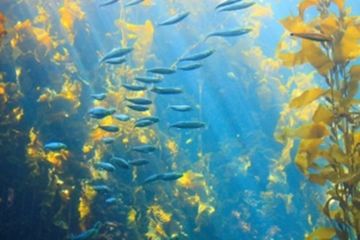 Perubahan iklim dan dampaknya terhadap ekosistem air laut.