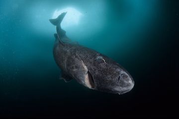 Hiu Greenland (Somniosus microcephalus) paling dikenal kaarena hidup di Arktika yang dingin. Namun penelitian baru mempertimbangkan mereka mungkin lebih menyebar daripada yang diduga sebelumnya di hamparan laut dalam yang dingin di seluruh dunia.