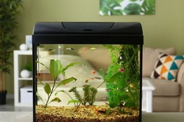 Nyesel Air Bekas Aquarium Main Buang Aja, Padahal Kalau Disiram ke Pekarangan Rumah Efeknya Gak Main-main, Tetangga Bisa Iri Lihatnya