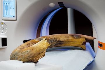 Foto posisi gading mamut berbulu di pemindai.