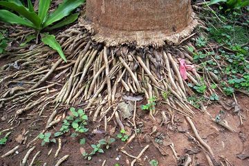 Nyesel Banget Baru Tahu! Ternyata Akar Kelapa Bisa Bebaskan Tubuh Dari Penyakit Mematikan yang Mengancam Nyawa