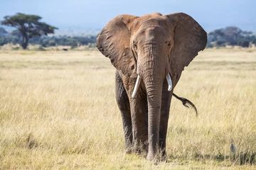 Gajah sabana Afrika di Taman Nasional Gajah Addo di Afrika Selatan. Sebuah pendekatan baru untuk mendapatkan DNA dari kotoran gajah lebih cepat, lebih murah dan lebih komprehensif daripada metode sebelumnya, lapor para peneliti.