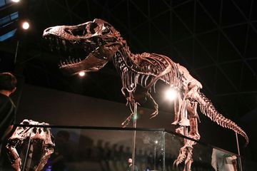 Fosil velociraptor ini terjual  Rp 183 Miliar dalam lelang.