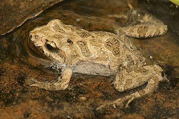 Katak timur umum (Crinia signifera) yang terinfeksi jamur kulit mematikan. Jamur Bd adalah jamur mematikan bagi dunia hewan katak.