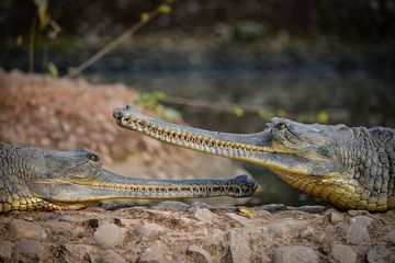Dunia Hewan: Kondisi Kritis Gharial, Spesies Buaya Bermoncong Panjang