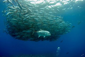 Perubahan Iklim dan Penangkapan Berlebihan Menguras Stok Ikan Global