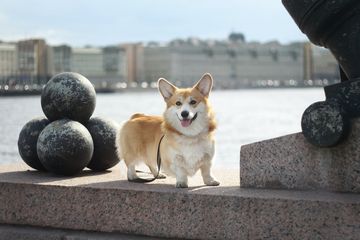 Kisah di Balik Kecintaan Ratu Elizabeth II pada Anjing Corgi