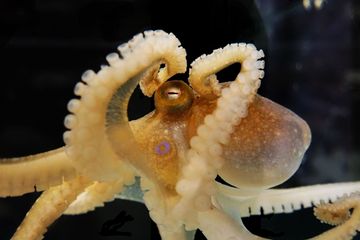 Gurita bimaculoides, juga dikenal sebagai gurita two-spot California. Peneliti dunia hewan menggunakan gurita ini untuk mempelajari gerakan lengan-lengannya.
