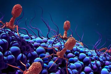 Fag - virus yang menginfeksi bakteri, dapat merasakan kerusakan DNA bakteri, yang memicu mereka untuk bereplikasi dan melompat.