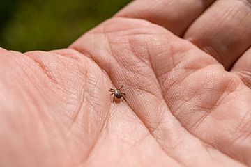 Kutu Eropa yang paling umum (Ixodes ricinus), di dunia hewan, kutu ini bisa menjadi vektor penyakit yang sangat berbahaya, bahkan pada manusia.