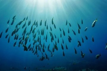 Bagaimana ikan bertahan dari tekanan kehidupan yang ekstrem di lautan? Studi baru dunia hewan mencoba untuk menjawabnya.
