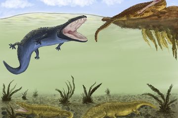 Metoposaurus (hijau zaitun, bawah) memimpin gaya hidup dunia hewan hunian bawah. Mungkin ini untuk menghindari persaingan dari Cyclotosaurus yang lebih besar (biru) dan phytosaur Parasuchus (coklat oker) atas.