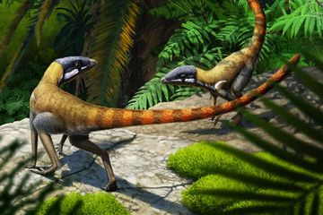 Ilustrasi Scleromochlus taylori, kerabat dekat Pterosaurus.