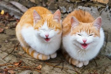 Kucing rumahan mengeong lebih sering, dan hanya pada manusia.
