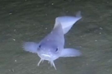 Seekor ikan siput biru kecil ini diberi nama Paraliparis selti. Merupakan spesies baru dalam dunia hewan laut terdalam.