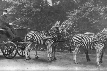 Tidak seperti kuda, zebra adalah hewan yang jarang sekali bisa dijinakkan.