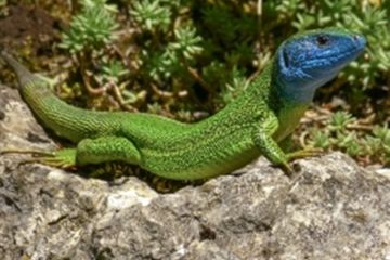 Kadal hijau dari genus Lacerta dan Timon, di dunia hewan merupakan reptil yang umum di cekungan Mediterania dan daerah sekitarnya di benua Eropa, Afrika Utara, dan Asia.