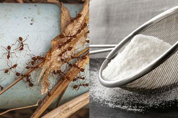 Cara Membuat Ramuan Untuk Mengusir Semut, Cukup dengan Baking Soda dan Gula Bubuk