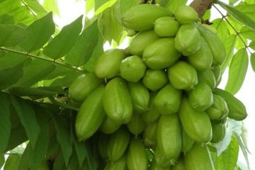 Pantas Kalau ke Kampung Jarang Ketemu Apotek, Rahasia Warga Bisa Bugar Setiap Hari Ternyata Sering Minum Air Rebusan Belimbing Wuluh