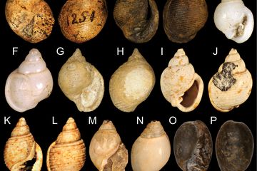 Berbagai spesimen siput laut Heterobranchia.