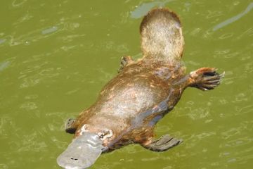 Studi baru dunia hewan ini meneliti susunan genetik platipus di sungai yang mengalir bebas dan di dekatnya dengan bendungan besar di New South Wales.