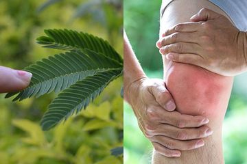 Cara Menghilangkan Nyeri Sendi dengan Daun Putri Malu, Cuma Tumbuk dan Tempelkan di Area yang Sakit Semalaman, Besok Pagi Sujud Syukur Saat Bangun
