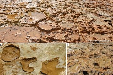 Jejak-jejak kaki tersebut diperkirakan milik individu dari garis keturunan Neanderthal.
