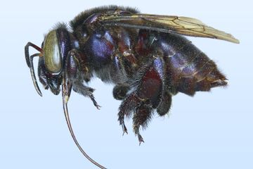 Eufriesea insularis, holotipe betina.