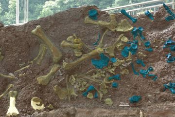 Fosil tulang Yuzhoulong qurenensis berwarna kuning dan spesimen sauropoda lainnya berwarna biru.