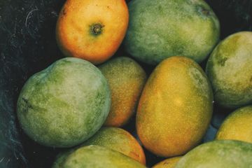 Tolong Dicatat! Buah Mangga Matang Jangan Sekali-kali Disimpan di Kulkas, Efeknya Bikin Sekeluarga Merugi Kalau Masih Ngeyel