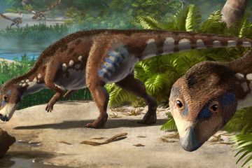 Impresi seniman atas Transylvanosaurus platycephalus.
