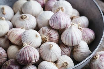 Ini dia manfaat makan bawang putih tunggal tiap hari