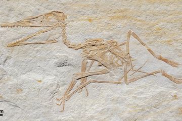 Pterodactylus antiquus dari Formasi Torleite Jurassic Akhir di Painten.