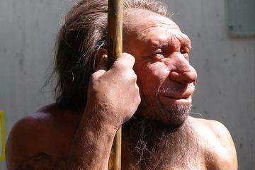 Neanderthal.
