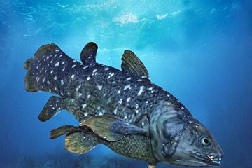 Coelacanth adalah fosil hidup tersisa di muka Bumi.