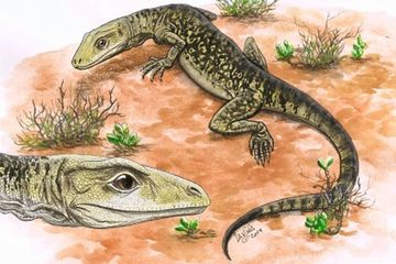 Ilustrasi Cryptovaranoides saat masih hidup di dunia hewan.
