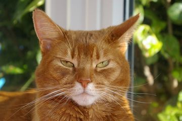 Berasal Dari Timur Tengah, Sejak Kapan Penjinakan Kucing Dimulai?