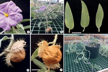 Solanum scalarium.