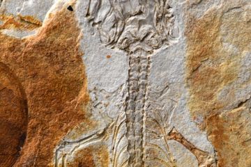 Holotipe dari Moqisaurus pulchrum, kadal yang hidup di zaman dinosaurus.