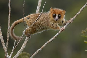 Dunia Hewan: Miris, Banyak Mamalia Unik di Madagaskar Terancam Punah